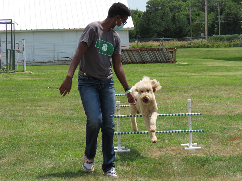 Dog agility, Benjamin Spencer, Gibbon
